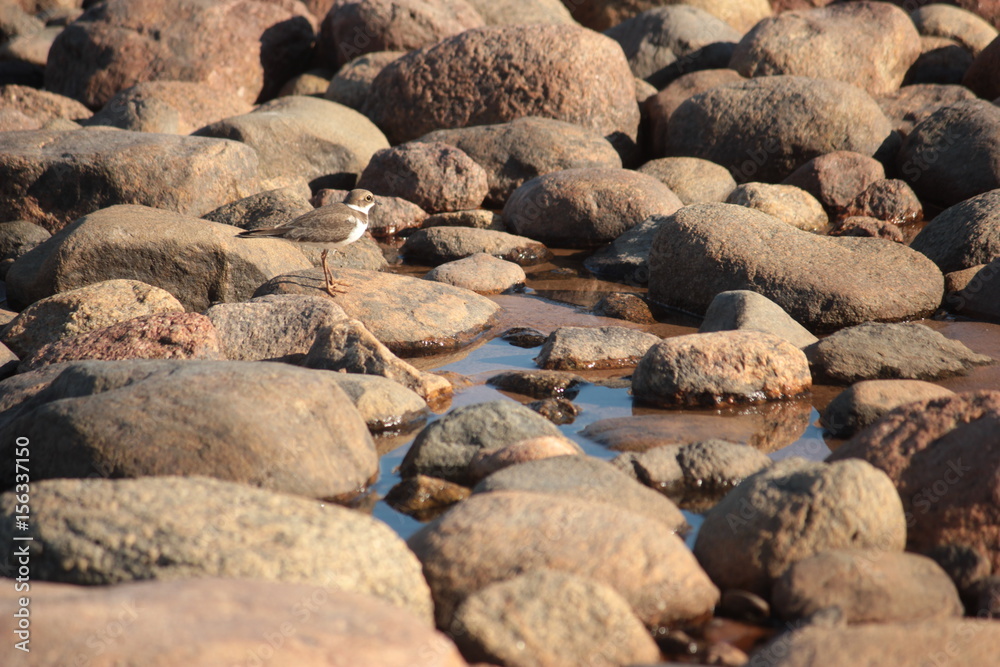 Obraz premium Bird on rock