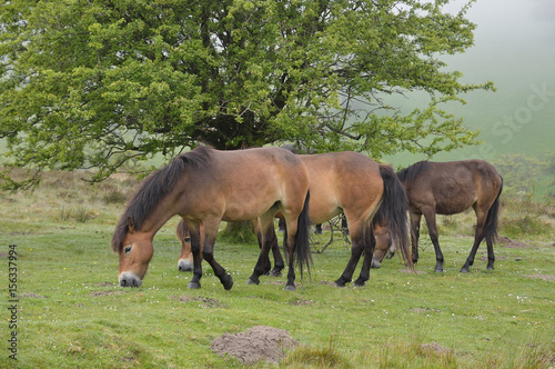 Poneys sauvages dans le massif d Exmoor  Devon 