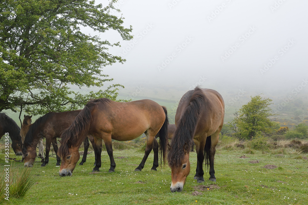 Poneys sauvages dans le massif d'Exmoor (Devon)