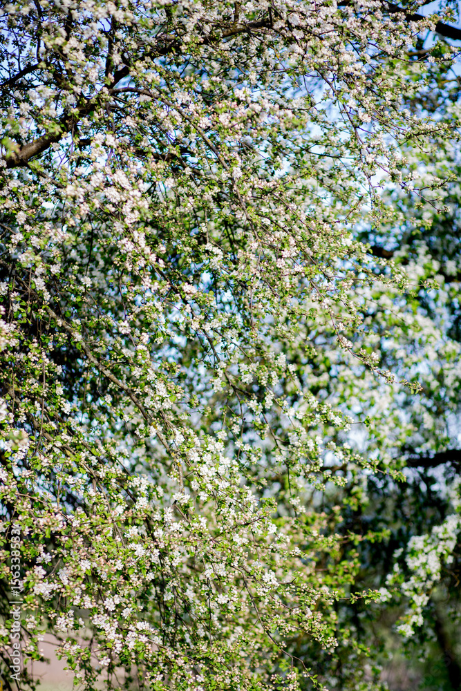 Spring blossom background. Blossom tree. Spring print. Apple tree branch. Apple blossom Spring blossom background. Blossom tree. Spring print. Apple tree branch. Apple blossom