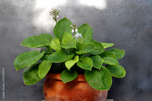 Pot with Hostas in bloom