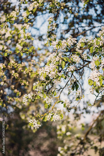  Spring blossom background. Blossom tree. Spring print. Apple tree branch. Apple blossom © Agnes