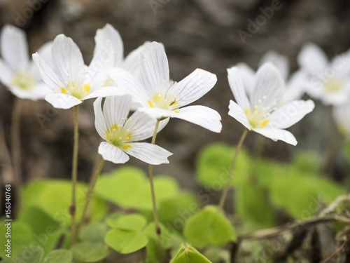 Wood Sorrel flowers in the springtime