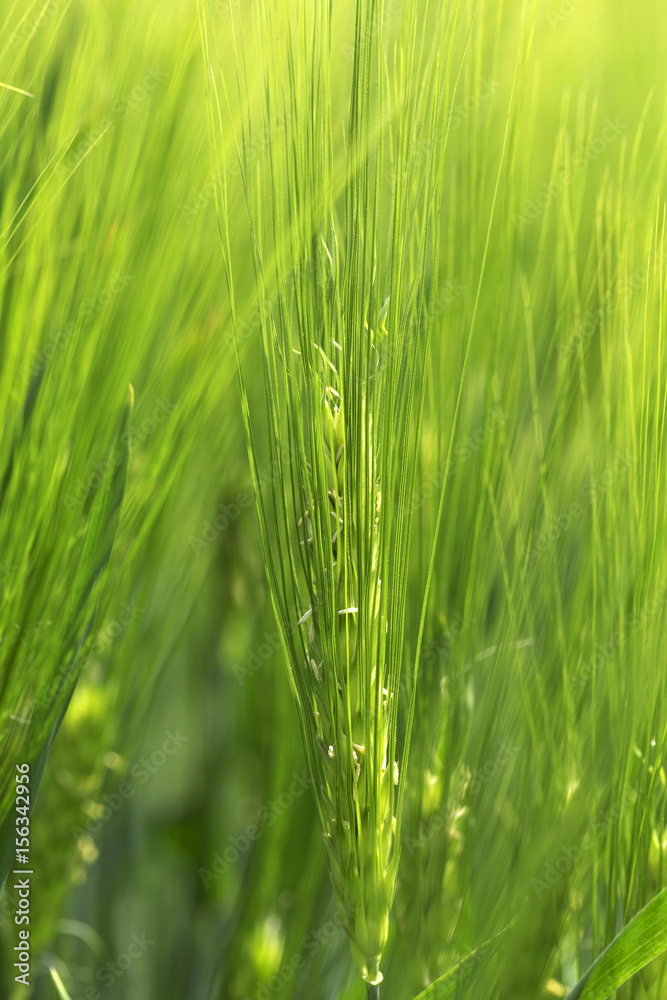 Detail of green Barley Spike