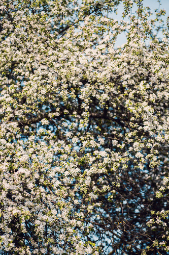  Spring blossom background. Blossom tree. Spring print. Apple tree branch. Apple blossom