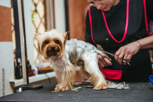 Hairdresser mows Yorkshire Terrier fur on the ear with a trimmer