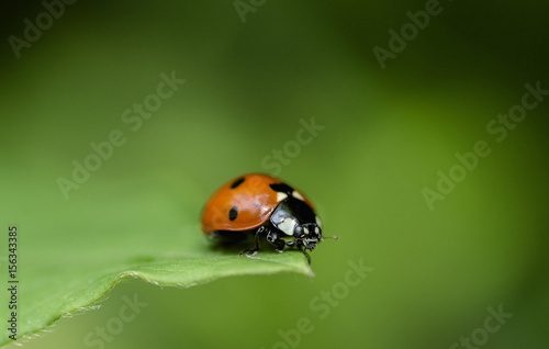 ladybug on the leaf of clematis