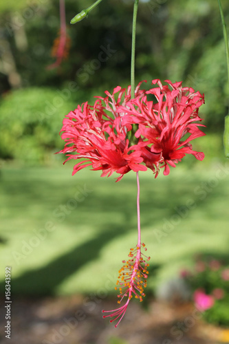 Red Flower Bloom in a Green Garden