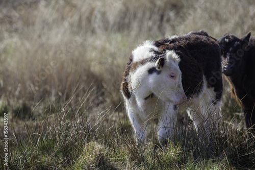 Young calf in tall grass  Rural countryside image with copy space.