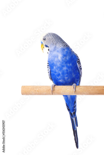 Budgie blue, isolated on white background. Budgerigar in full growth photo