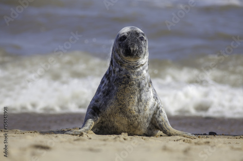 Solitary grey seal sitting up on the beach.