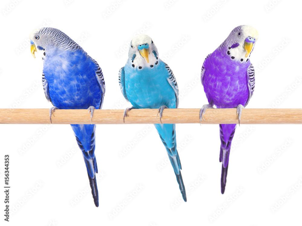 Obraz premium Colorful budgerigars isolated on white background. Parrots