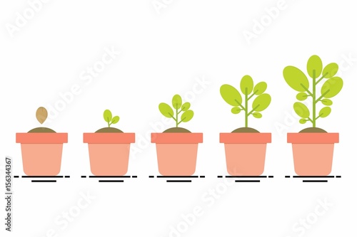 plant growing stages