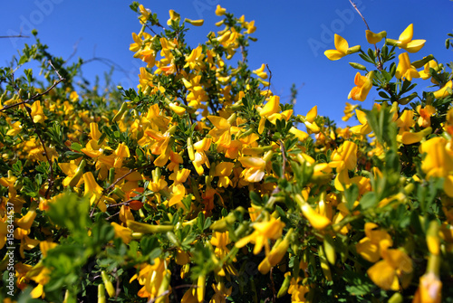 Branches of flowering genista tinctoria (dyer’s greenweed or dyer's broom) against the blue sky background, sunny spring day, soft bokeh