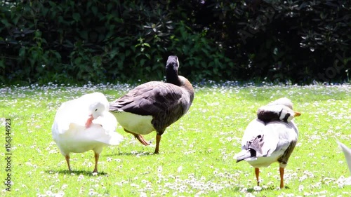 Several diferent species of geese grooming in the wind on the fresh green gras on a sunny summer day close upshot