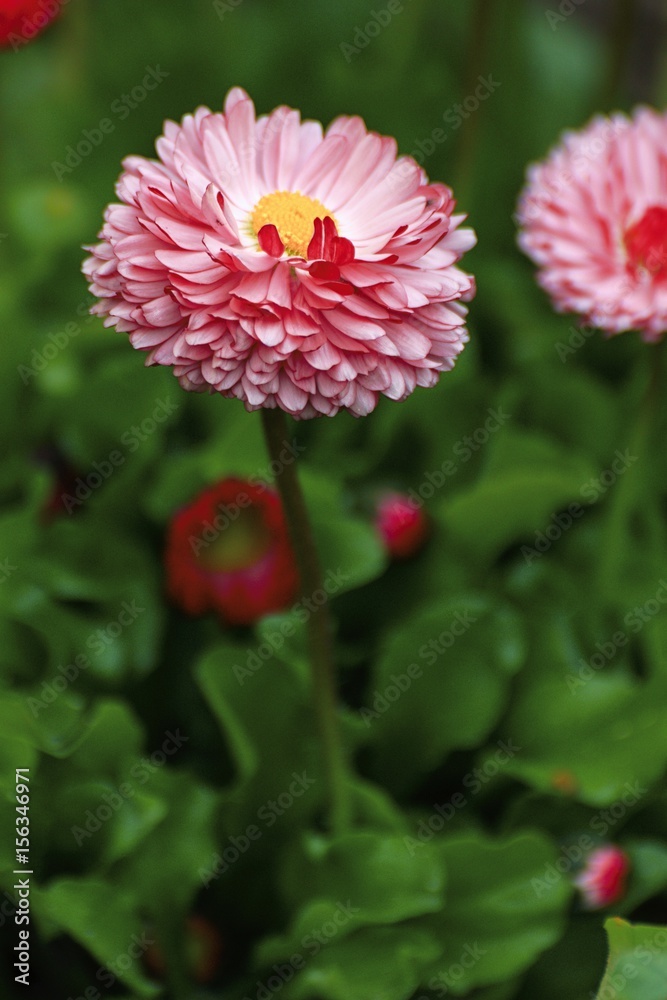 Growing flowers in a park in the spring Growing flowers in a park in the spring