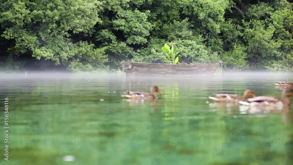 very old wooden boat on a misty lake with a plant growing inside. out of focus ducks swimming in front. 
