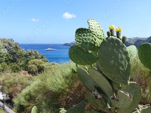 Un cactus con fiori gialli nella macchia mediterranea sul mare nell'isola di Ponza in Italia.