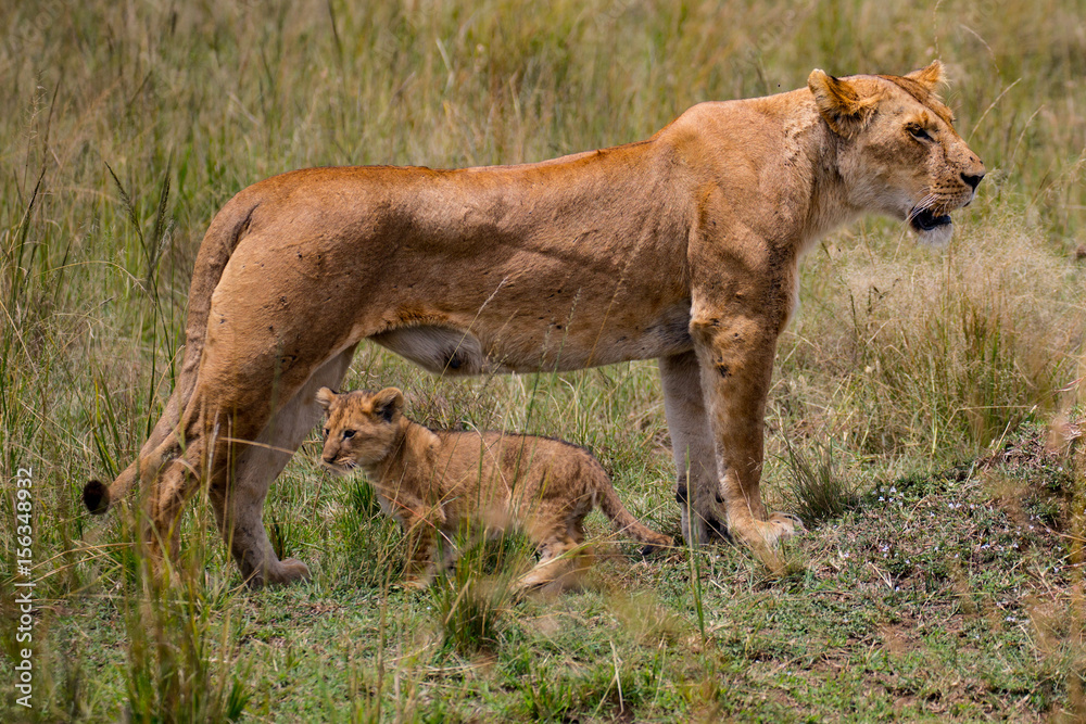lion desolate in an arcish bush (Panthera leo) lion desolate in an arcish bush (Panthera leo)