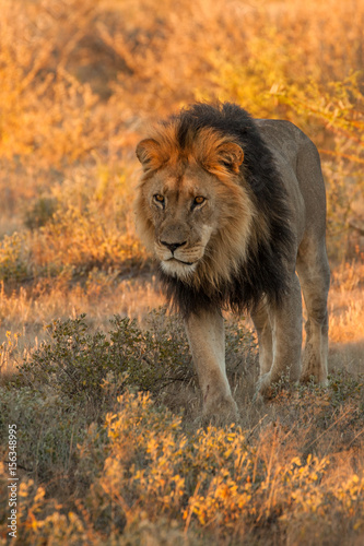  lion desolate in an arcish bush  Panthera leo  
