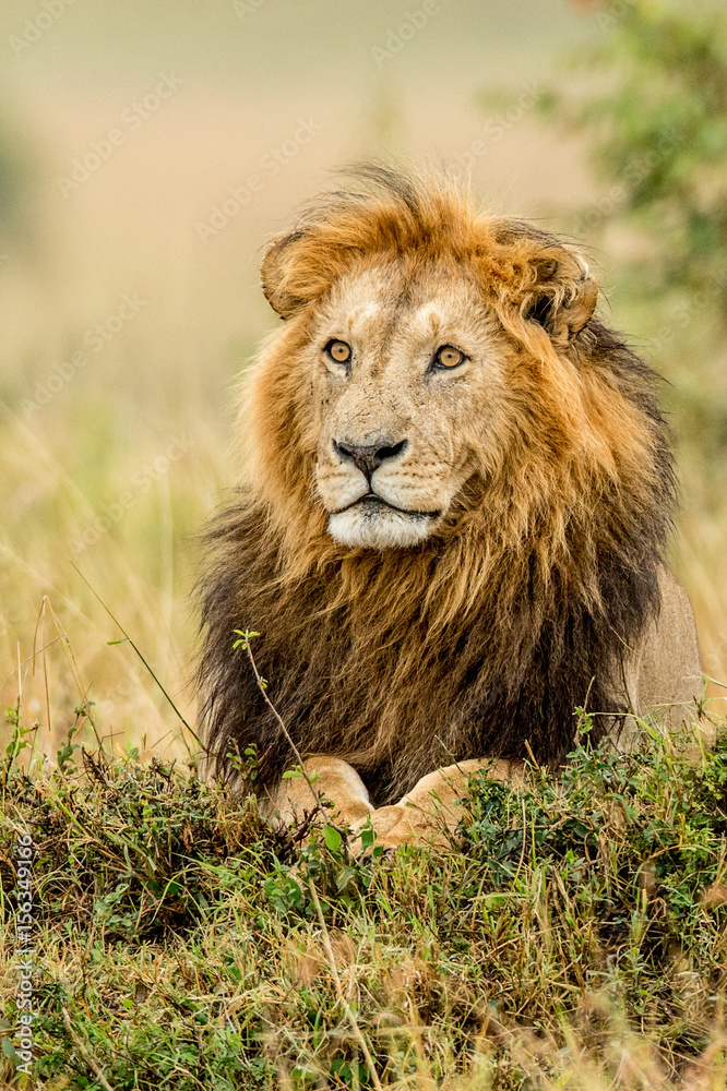 lion desolate in an arcish bush (Panthera leo) lion desolate in an arcish bush (Panthera leo)