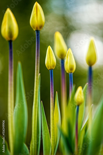 Colorful tulips