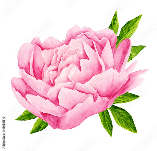 Peony flowers. Tender pink flowers. Wedding design. Watercolor illustration 