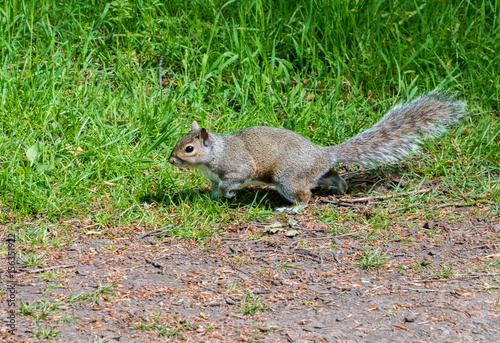 Tapety artystyczne grey squirrel running