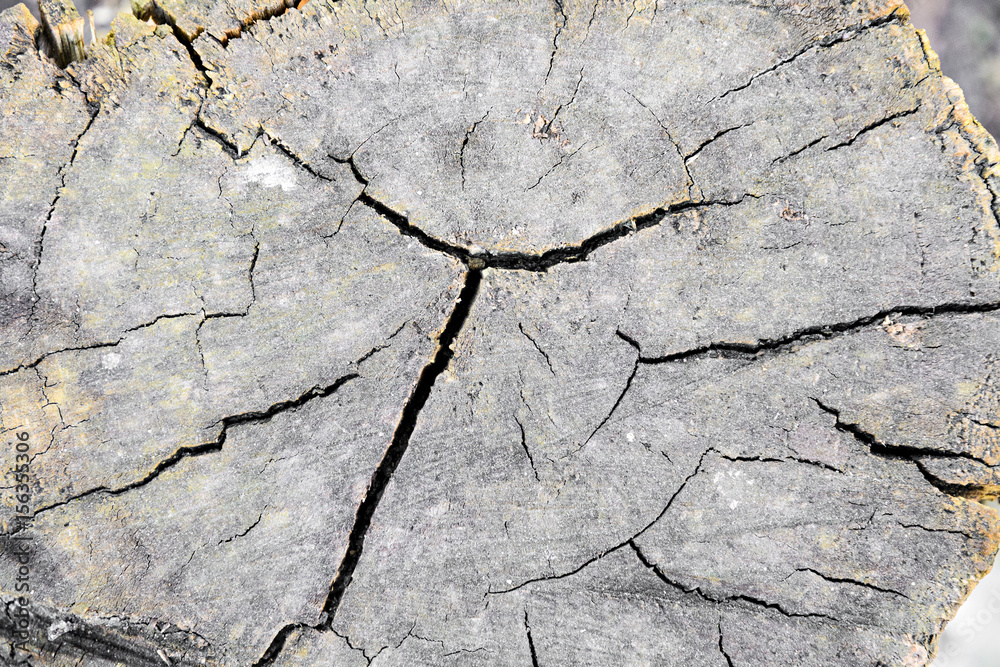 Obraz premium Cut dried wood with a large crack