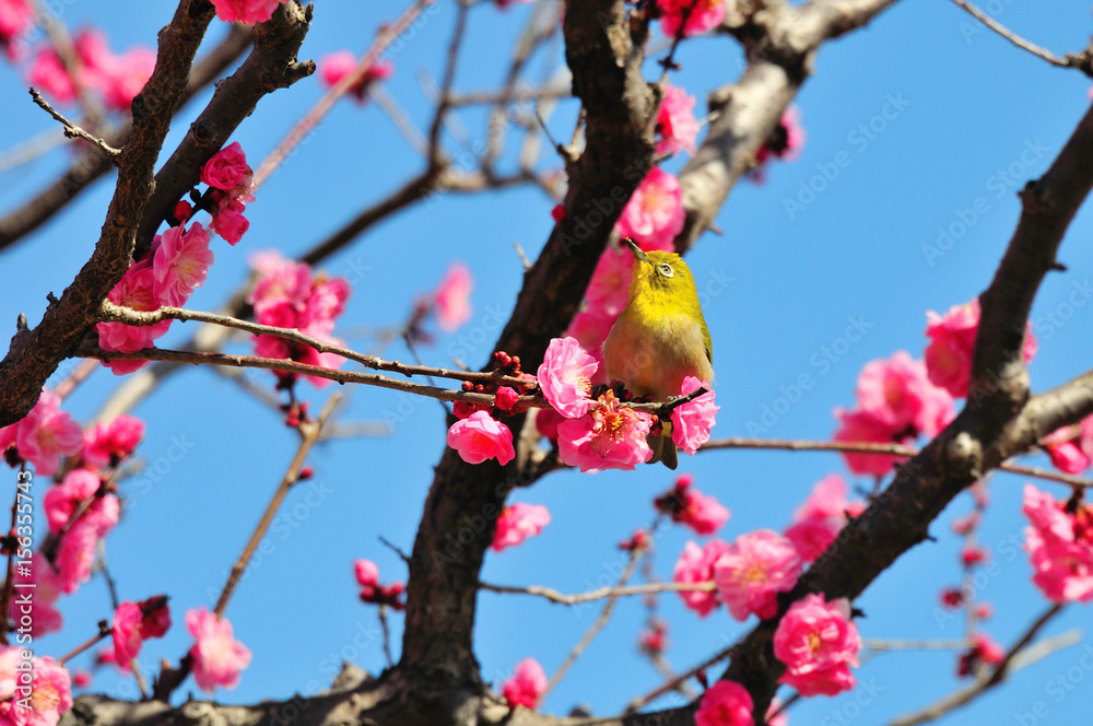 南立石公園の梅 南立石公園の梅