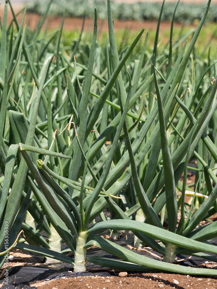 Obraz premium タマネギ畑