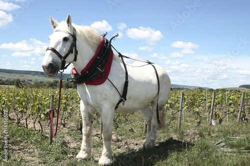 Champagne - Travail de la vigne avec des chevaux