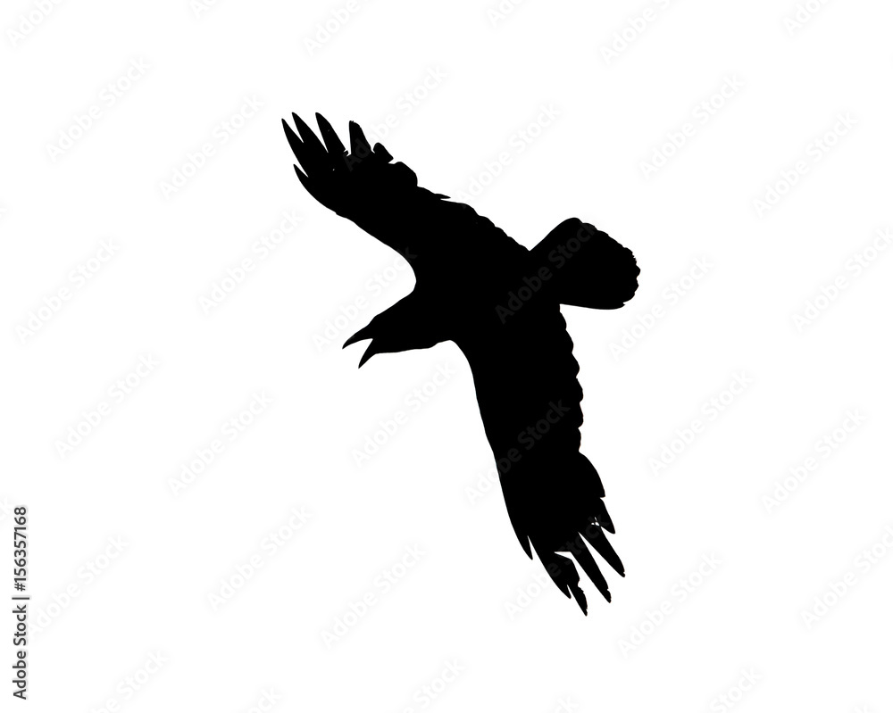 Fototapeta premium Silhouette of a flying crow isolated on white