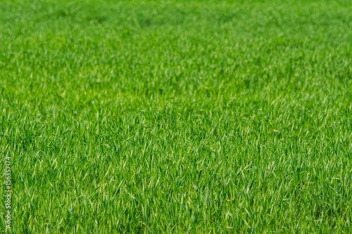 Fresh spring grass on the field - background