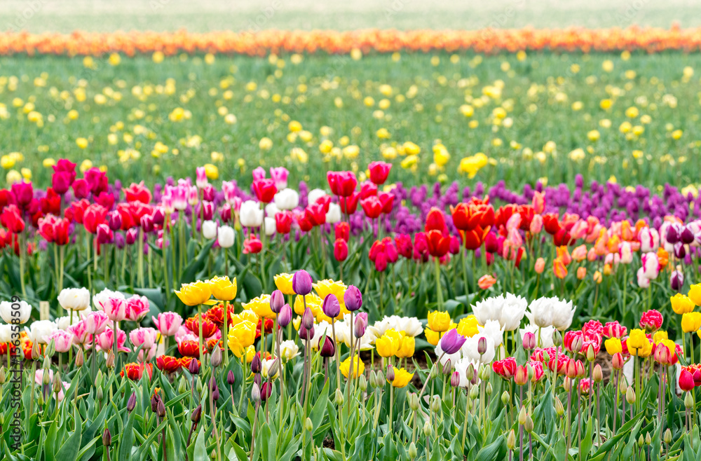 Tulips on the field