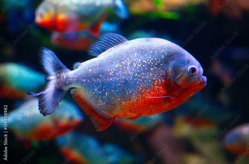 Naklejka premium Piranha closeup aquarium
