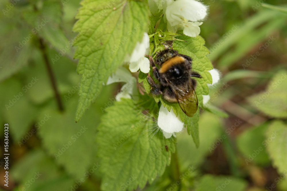 Bee Closeup on Plant with White Flowers Bee Closeup on Plant with White Flowers