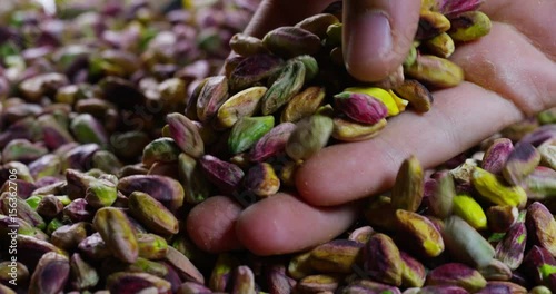 Man touches colorful cleaned pistachio, green, purple, yellow. Concept: salted, nuts, seeds, delicious, healthy, growing on the 