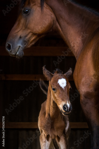 Fotografiet Momma and Baby Horse