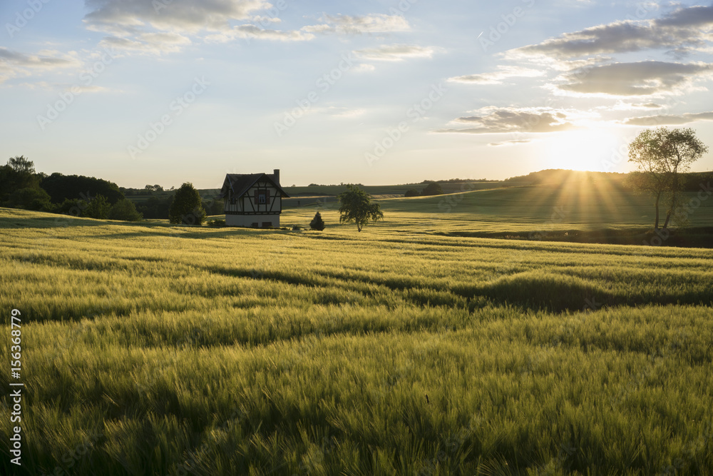 Fototapeta premium Das Feld