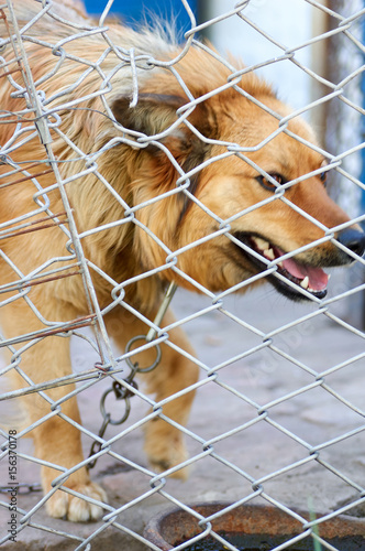 Abandoned dog in the kennel,homeless dog behind bars in an animal shelter.Sad looking dog behind the fence looking out through the wire of his cage/