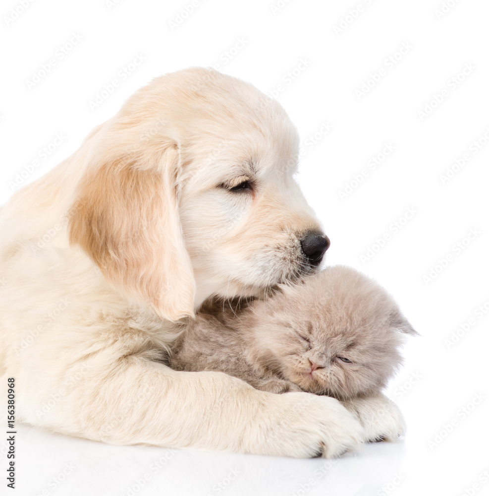 golden retriever puppy licking the kitten. isolated on white background golden retriever puppy licking the kitten. isolated on white background