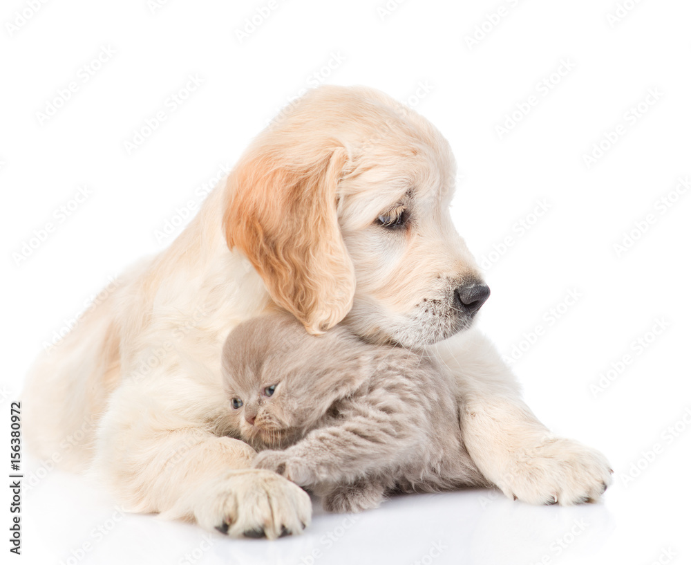 Golden retriever puppy hugging a small kitten. isolated on white background Golden retriever puppy hugging a small kitten. isolated on white background