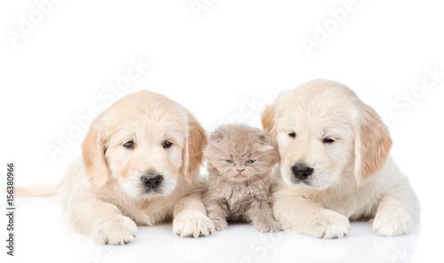 Tiny kitten lies between two golden retriever puppies. isolated on white background