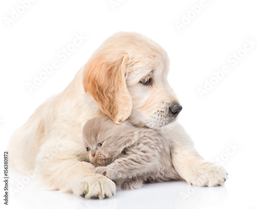 Golden retriever puppy hugging a small kitten. isolated on white background