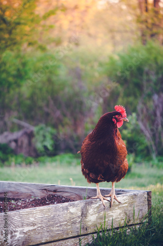Rhode Island Red Hen Chicken