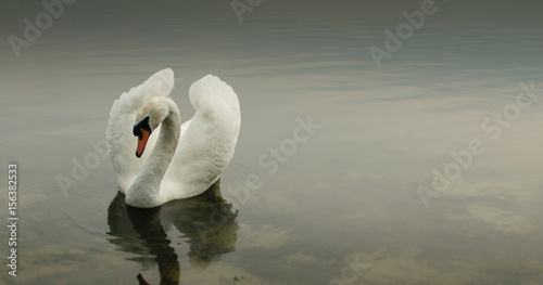 Fototapeta Naklejka Na Ścianę i Meble -  Swan