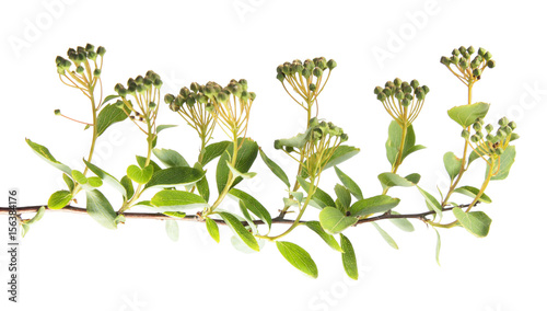 Branch of meadowsweet or spiraea with buds and green foliage isolated on white background