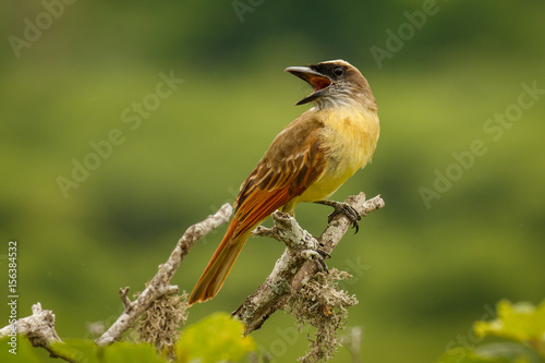 The Golden crowned Flycatcher at the coast of Ecuador