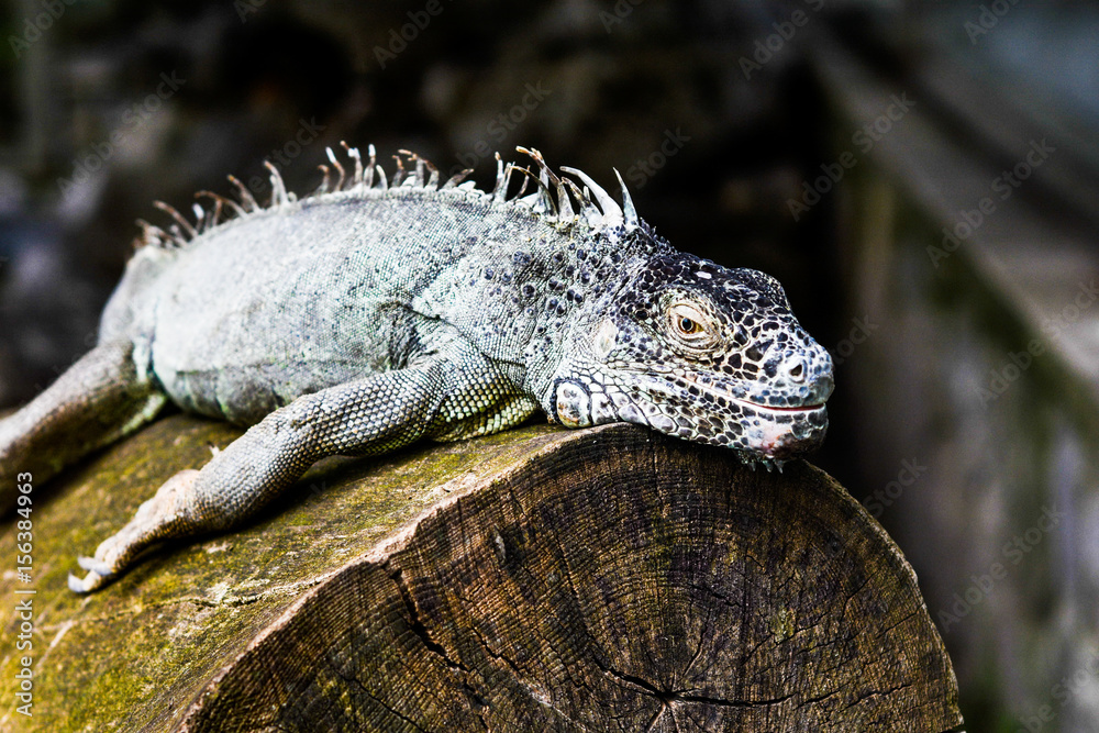 Obraz premium Mexican Iguana